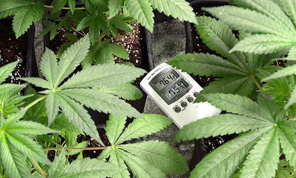 Humidity and temperature in your marijuana grow room