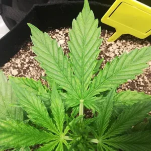Cannabis plant with lower leaves beginning to yellow from magnesium deficiency.