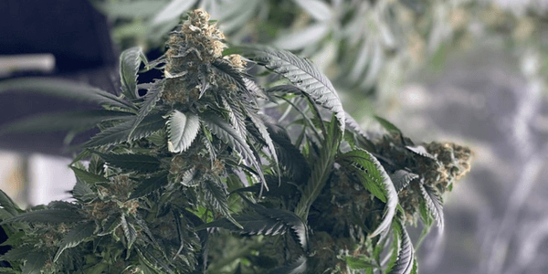 Healthy growing marijuana plant