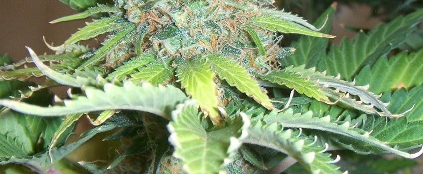 Power Plant cannabis strain plant growing outdoors