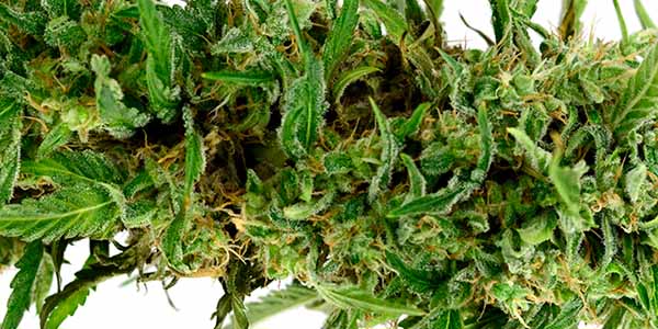 Signs of Airy Marijuana Buds