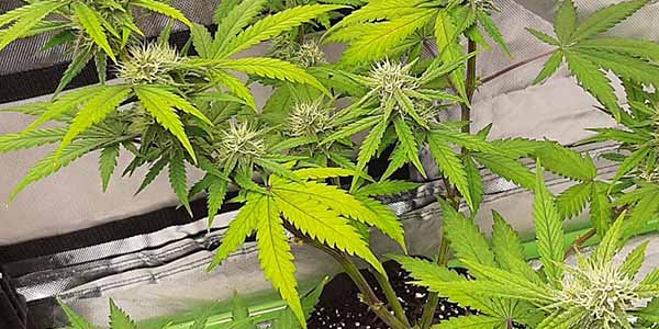 Sulfur deficiency marijuana plant