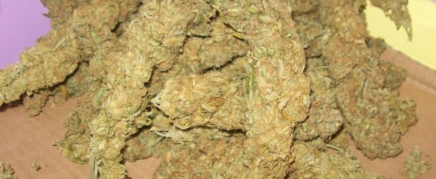 dried Power Plant marijuana strain buds