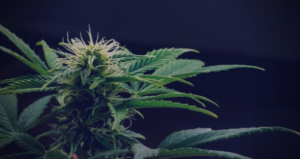 blueberry cannabis strain