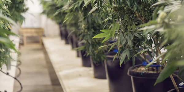 Cupboard marijuana growing