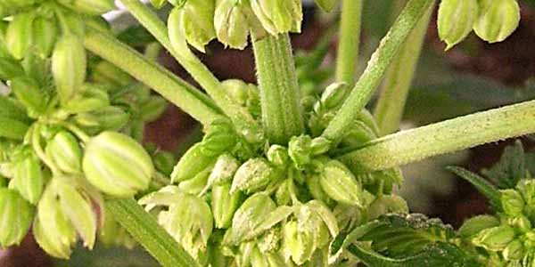 feminizing marijuana seeds