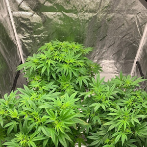 Cannabis plants inside grow tent