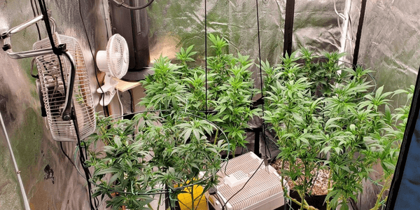 proper ventilation for marijuana growing