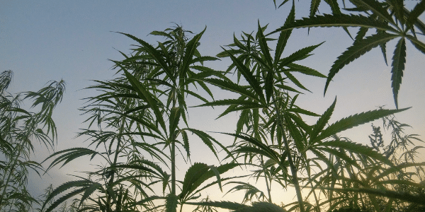 Best Cash Crop strains