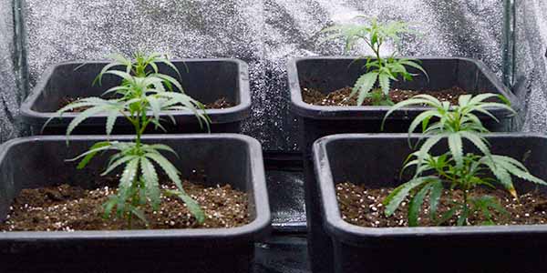 Growing from seeds cannabis indoor