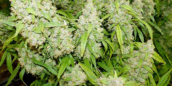 Large marijuana plants seeds clones