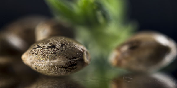 Healthy weed seeds