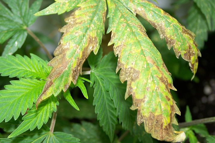 Close-up of cannabis leaf with brown, crispy tips curling upward from nutrient burn.