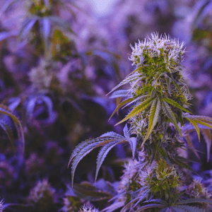 purple punch strain
