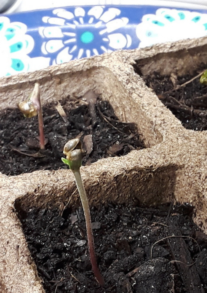 marijuana seedling day 1