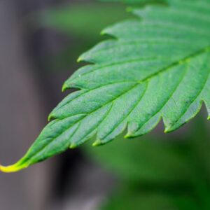 Healthy cannabis plant in a grow room with slight nutrient burn on leaf tips.