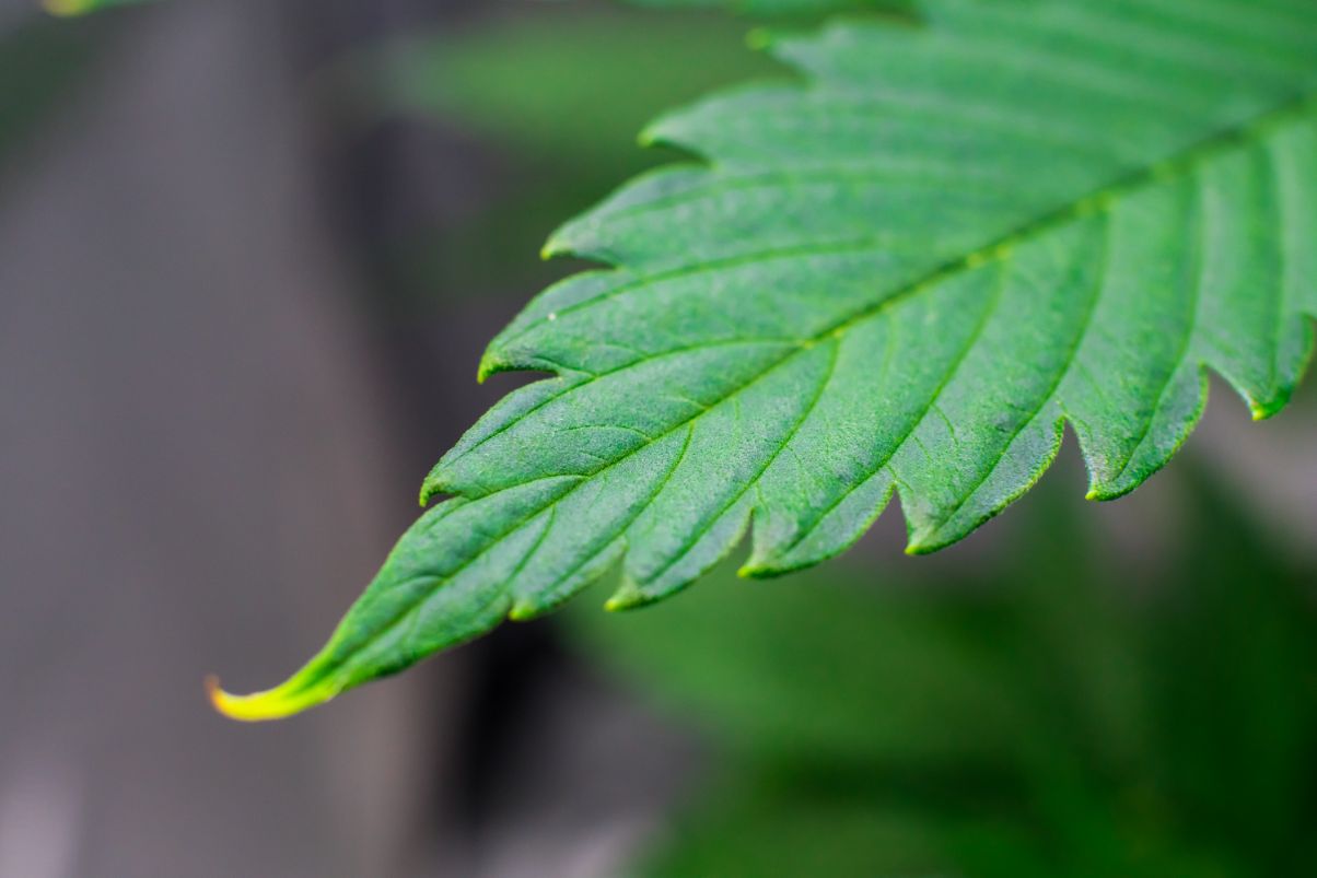Healthy cannabis plant in a grow room with slight nutrient burn on leaf tips.