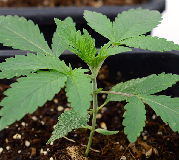 two wee old weed plant