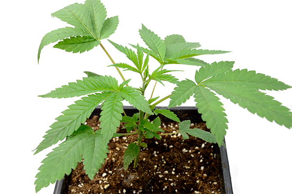 Three week old marijuana plant