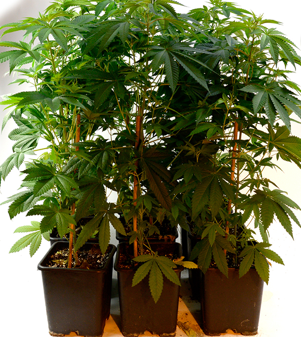 Seven week old marijuana plant