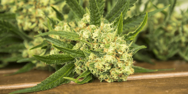 Glueball Marijuana Strain
