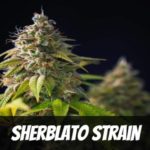 Sherblato weed Strain