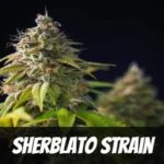 Sherblato weed Strain