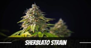 Sherblato weed Strain