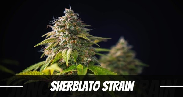 Sherblato weed Strain