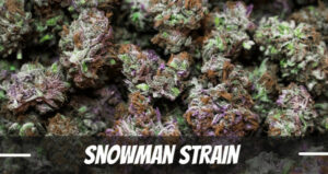 snowman strain