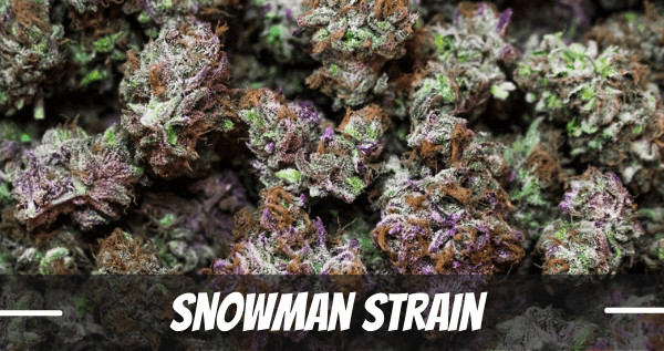 snowman strain