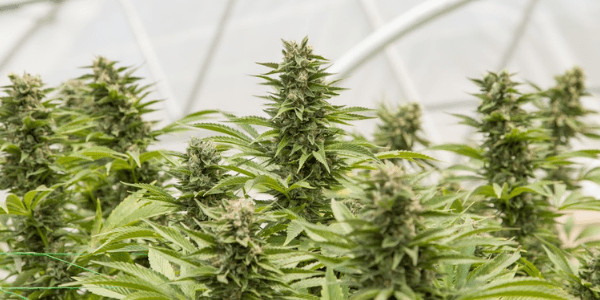 growing Watermelon Zkittlez
