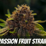 passion fruit Strain