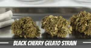 Black Cherry Gelato cannabis Strain
