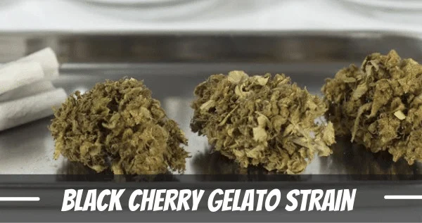 Black Cherry Gelato cannabis Strain