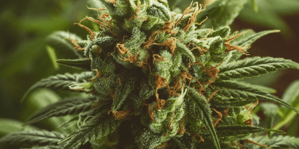 Black Cherry Gelato Strain
