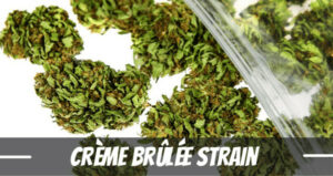 Crème Brûlée Marijuana Strain