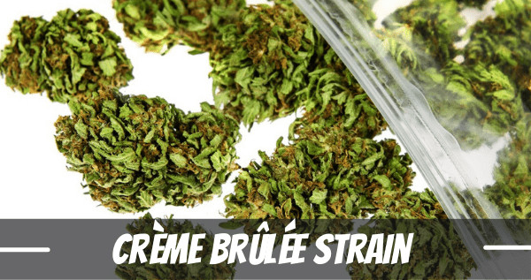 Crème Brûlée Marijuana Strain