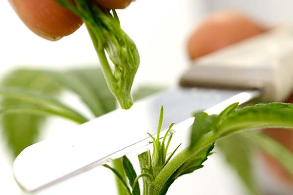 Topping marijuana plant