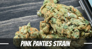 Pink Panties weed strain