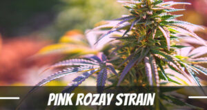 Pink Rozay Cannabis Strain