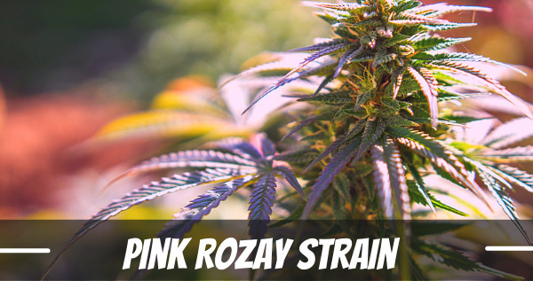 Pink Rozay Cannabis Strain
