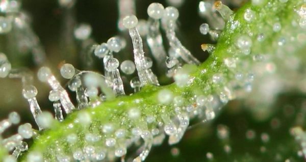 Marijuana genetics for crossbreeding
