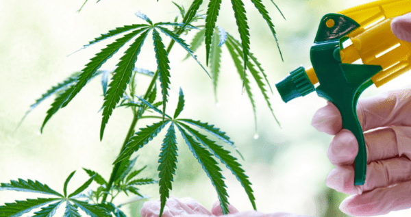 watering marijuana