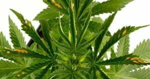 How to Fix Moisture Stress in Marijuana Plants
