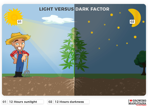 12h light vs 12h darkness for flowering marijuana
