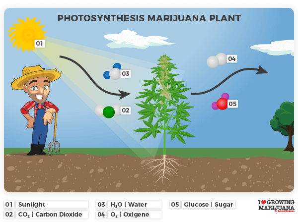 Photosynthesis marijuana plants