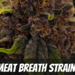 Meat Breath Strain