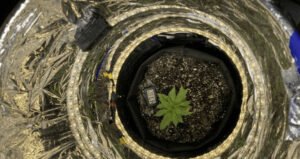 Grow Cannabis in Space Buckets