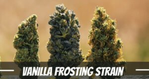 Vanilla Frosting cannabis Strain